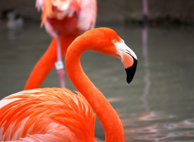 Wallpaper Flamingo, Sun Diego, zoo, bird, red, plumage, tourism, pond, Animals 4115412182
